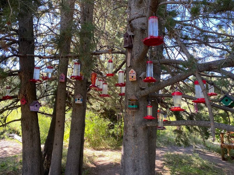 Hummingbird Trail, South Hills Near Twin Falls, Idaho