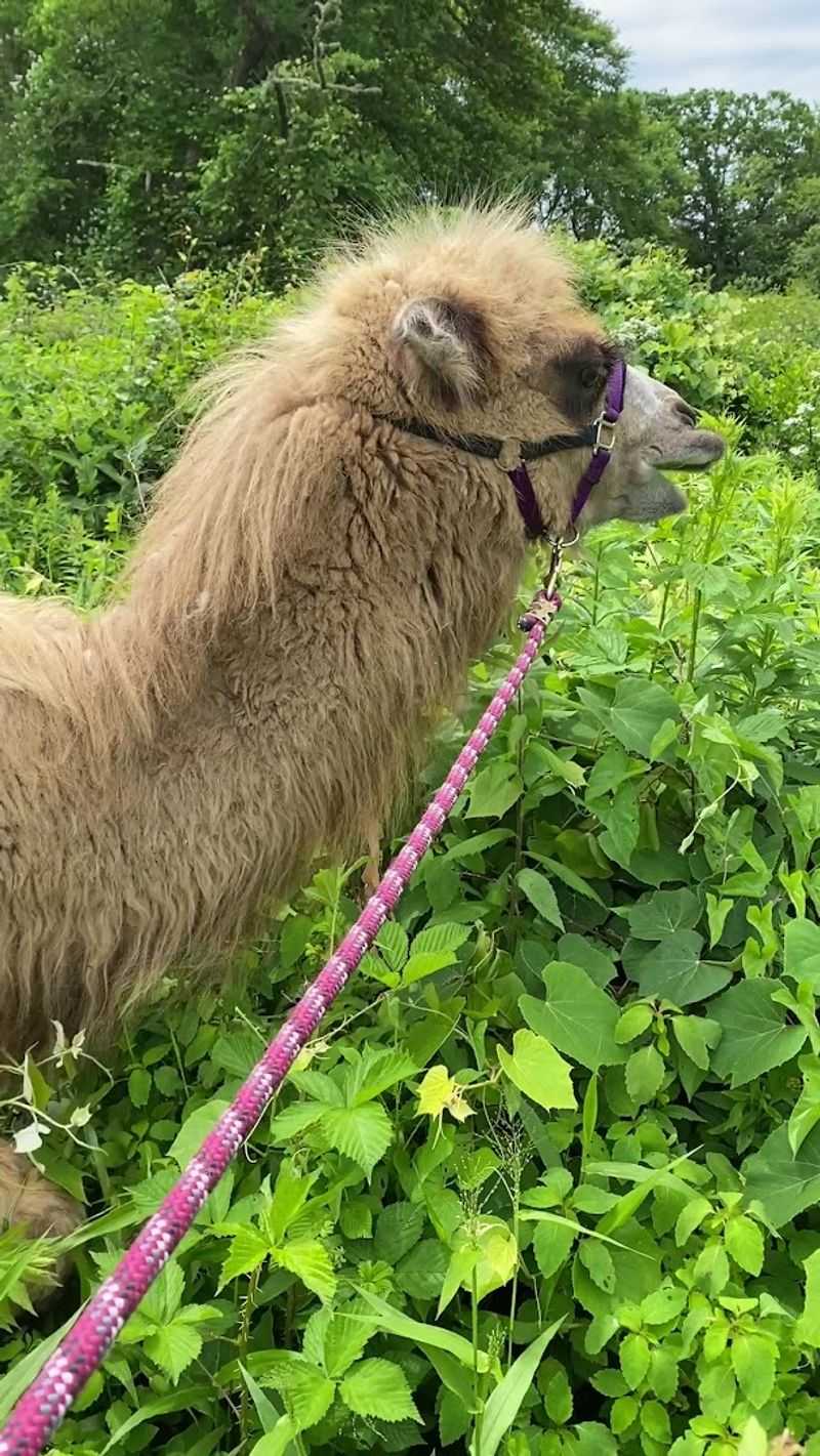 Humphrey the Camel Is the Star Nobody Expected