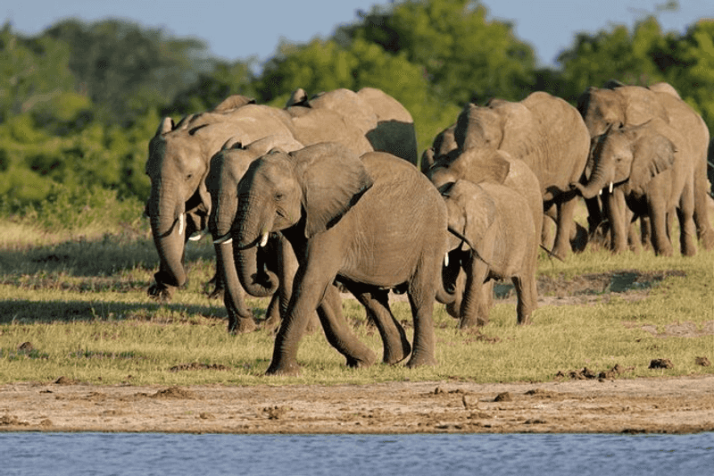 Hwange National Park, Zimbabwe Hwange National Park, Zimbabwe