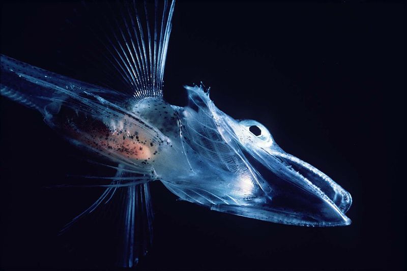 Icefish (Family Channichthyidae)