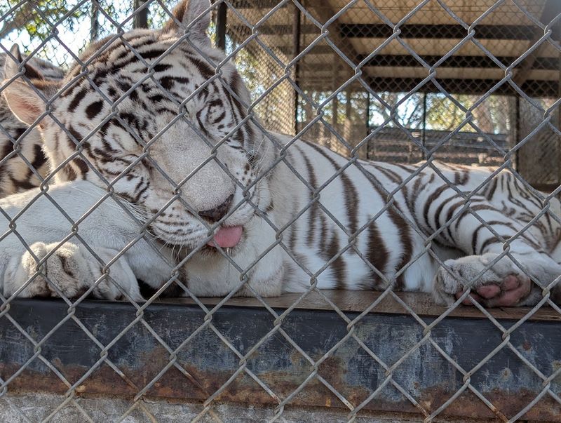 In-Sync Exotics Wildlife Rescue & Educational Center, Wylie, Texas In-Sync Exotics Wildlife Rescue & Educational Center, Wylie, Texas