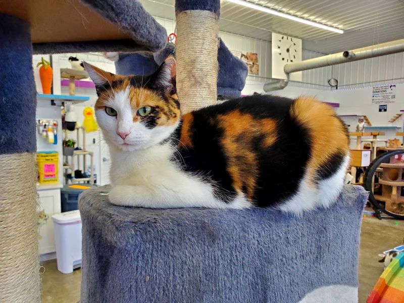 Indoor and Outdoor Spaces Built Around Cat Comfort Indoor and Outdoor Spaces Built Around Cat Comfort