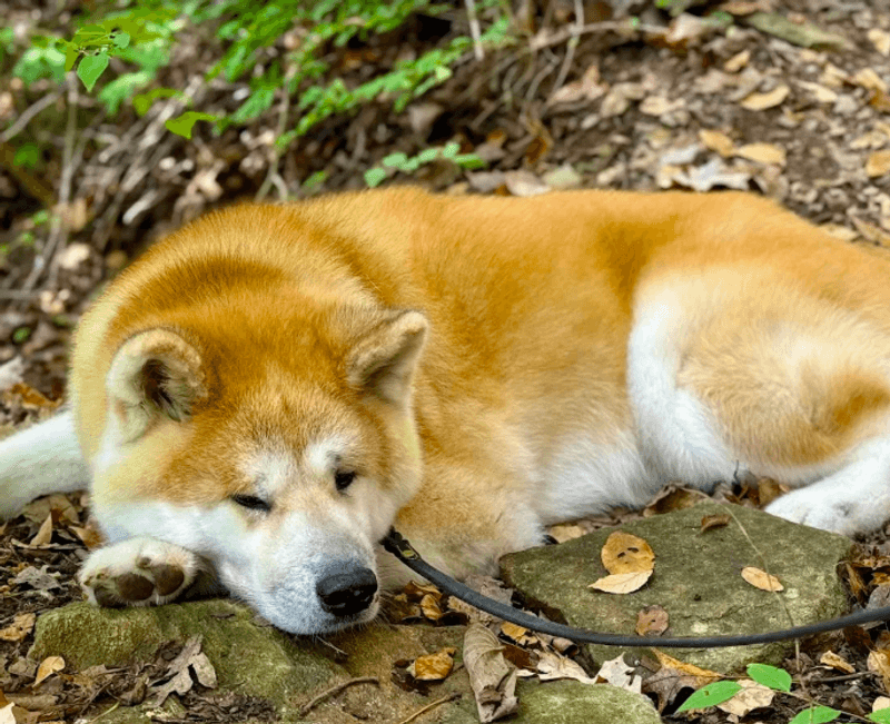 Is Kings Bluff Right for Kids and Dogs