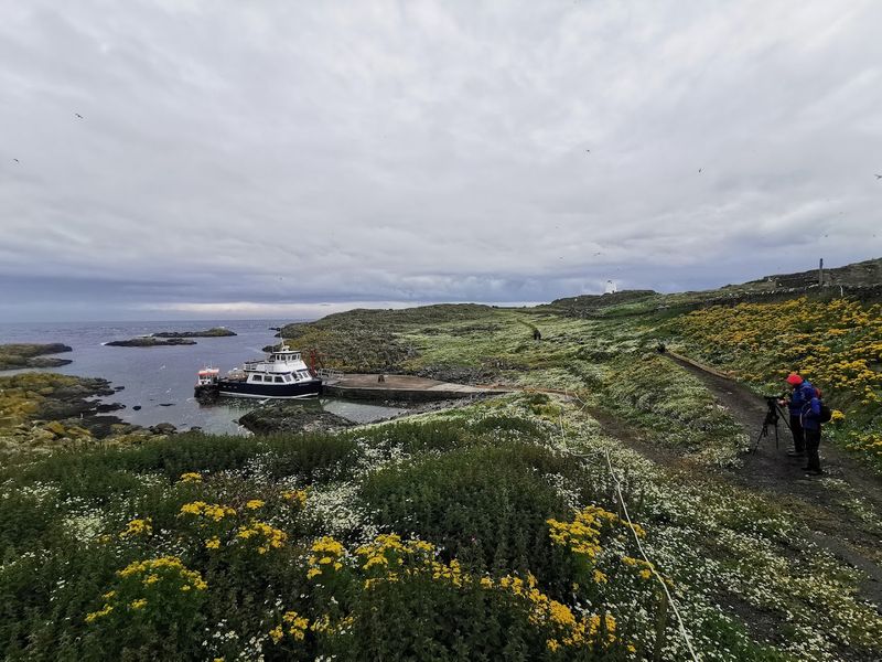 Isle of May National Nature Reserve, Fife, Scotland, United Kingdom
