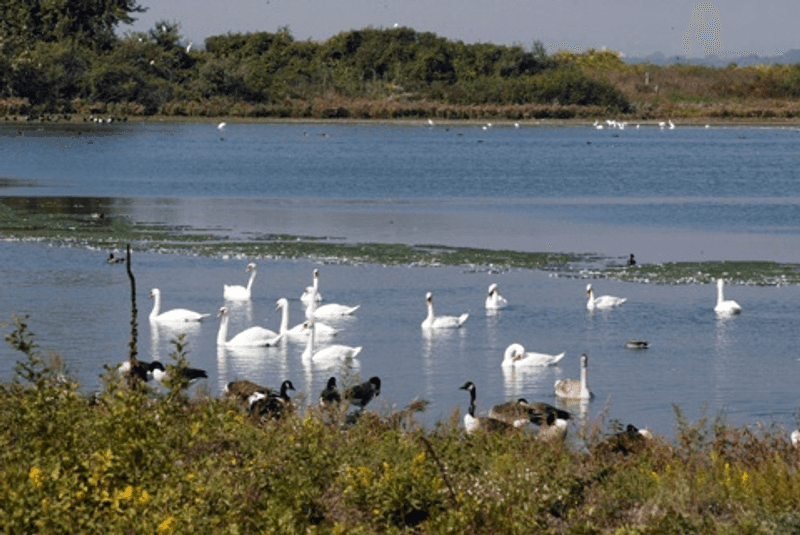 Jamaica Bay Wildlife Refuge, Queens, New York Jamaica Bay Wildlife Refuge, Queens, New York