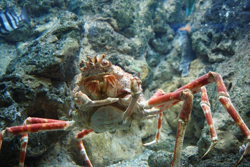 Japanese Spider Crab Japanese Spider Crab