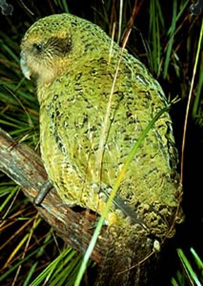 Kakapo Kakapo