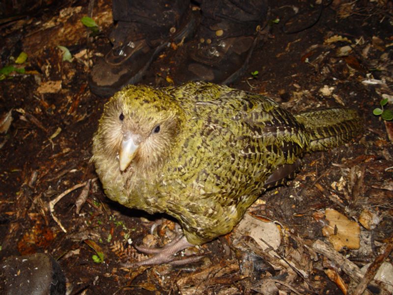 Kakapo Kakapo