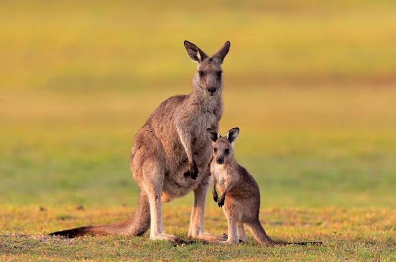 Kangaroo Island, South Australia Kangaroo Island, South Australia