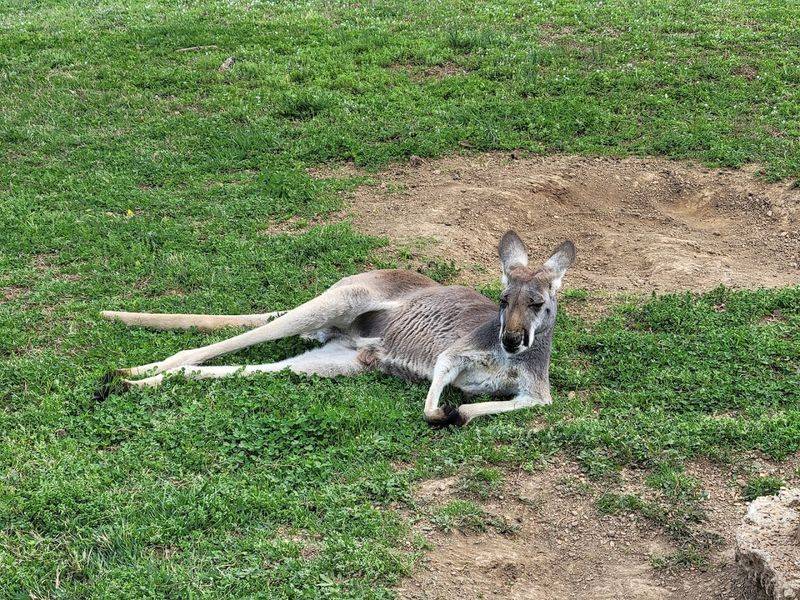 Kangaroos, Camels, and Other Exotic Surprises