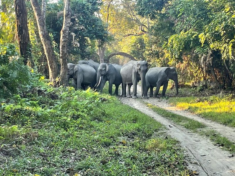 Kaziranga National Park, India Kaziranga National Park, India