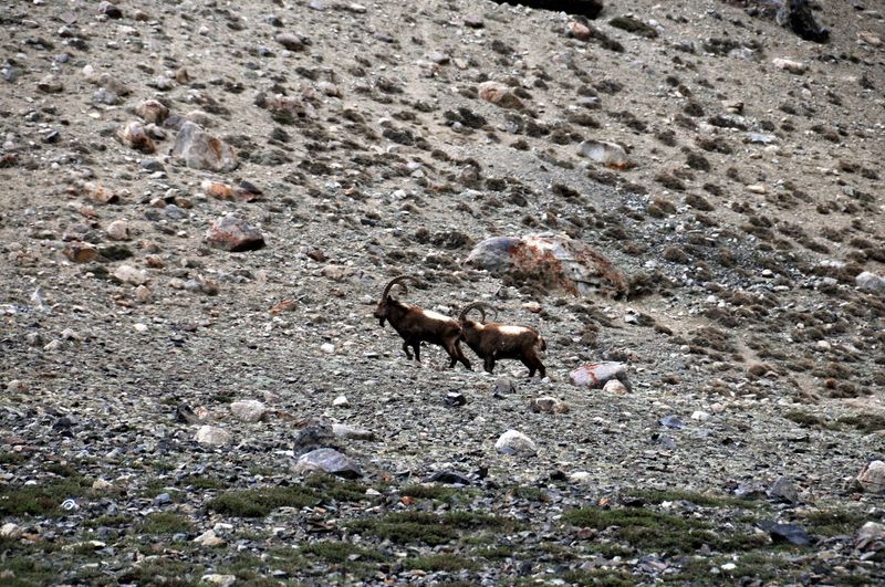 Khunjerab National Park, Upper Hunza, Gilgit-Baltistan, Pakistan Khunjerab National Park, Upper Hunza, Gilgit-Baltistan, Pakistan