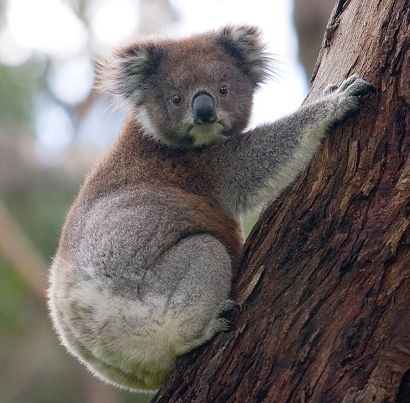 Koala Koala