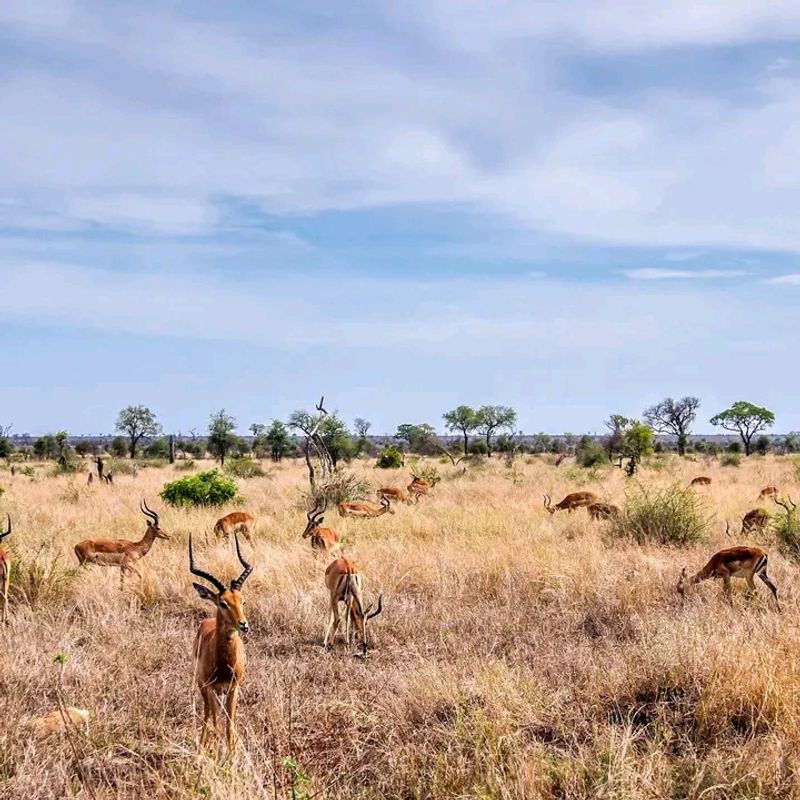 Kruger National Park, Mpumalanga and Limpopo, South Africa