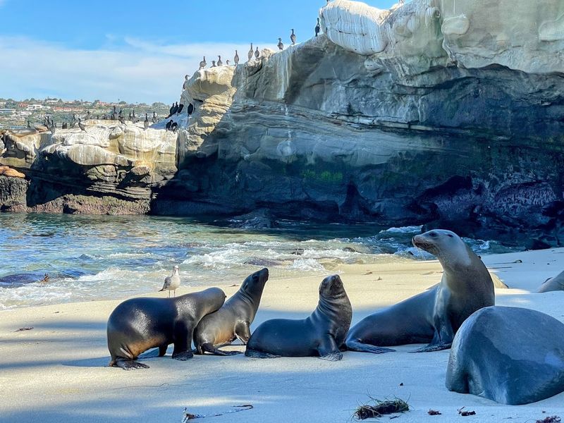 La Jolla Cove, San Diego, California La Jolla Cove, San Diego, California