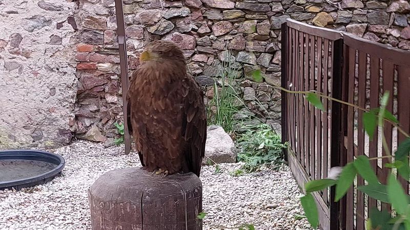 La Volerie des Aigles, Kintzheim, France