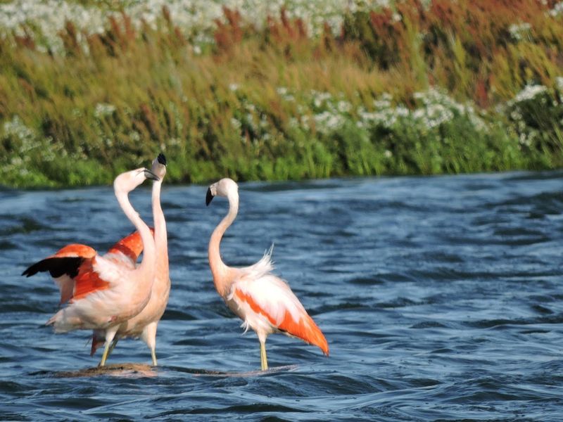 Laguna Nimez Reserve, Argentina
