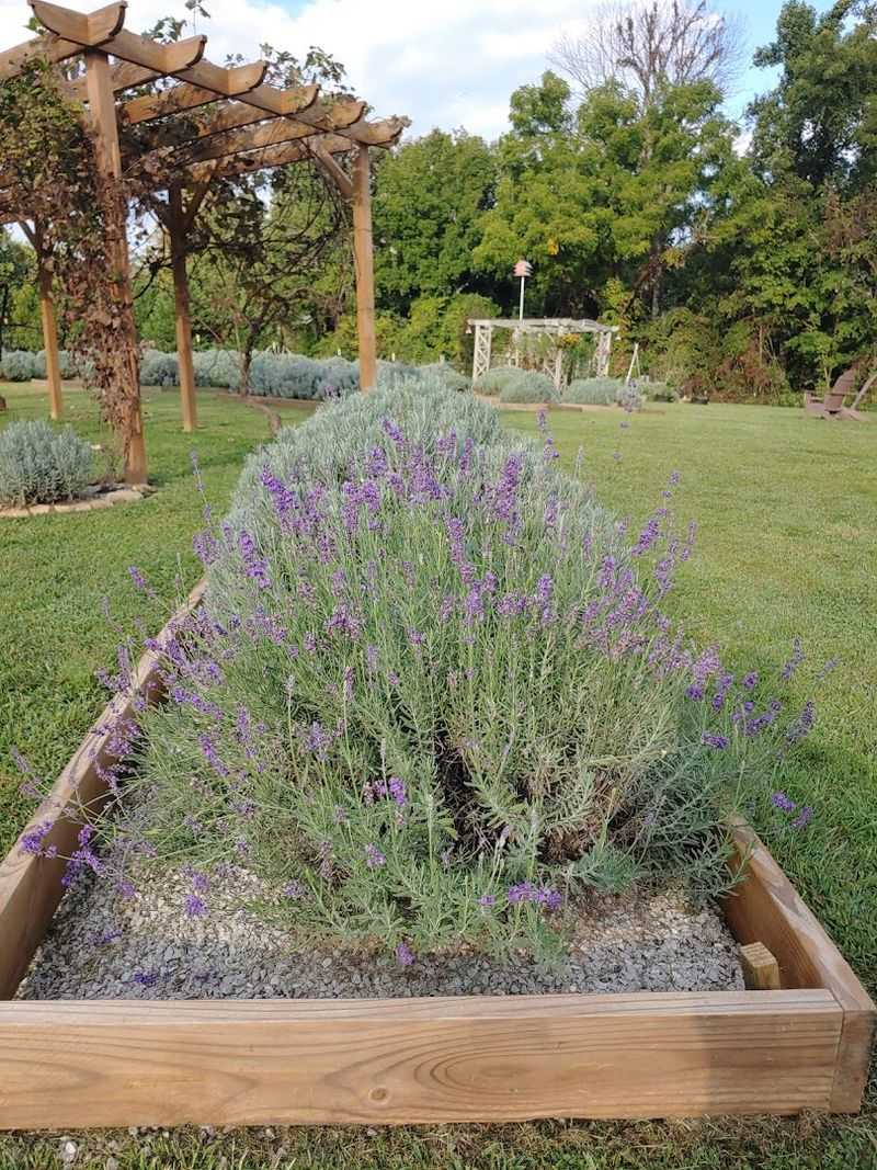 Lavender Fields That Mean Business Lavender Fields That Mean Business