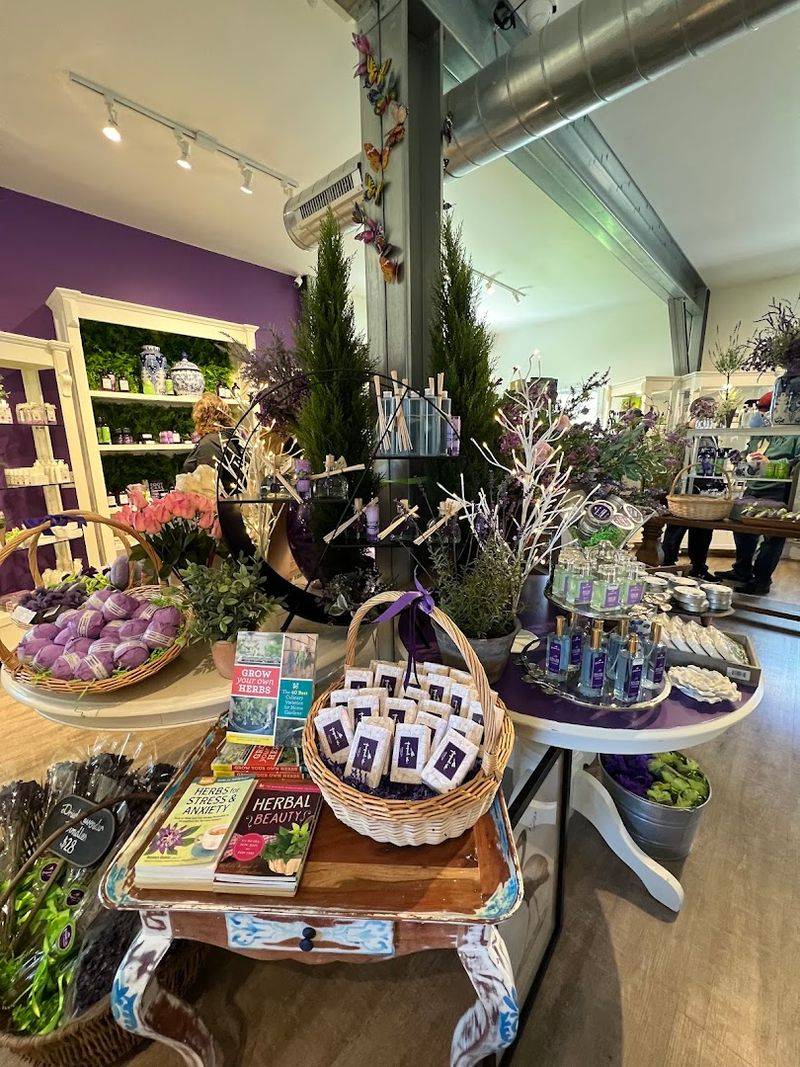 Lavender Varieties and Plant Knowledge on Site