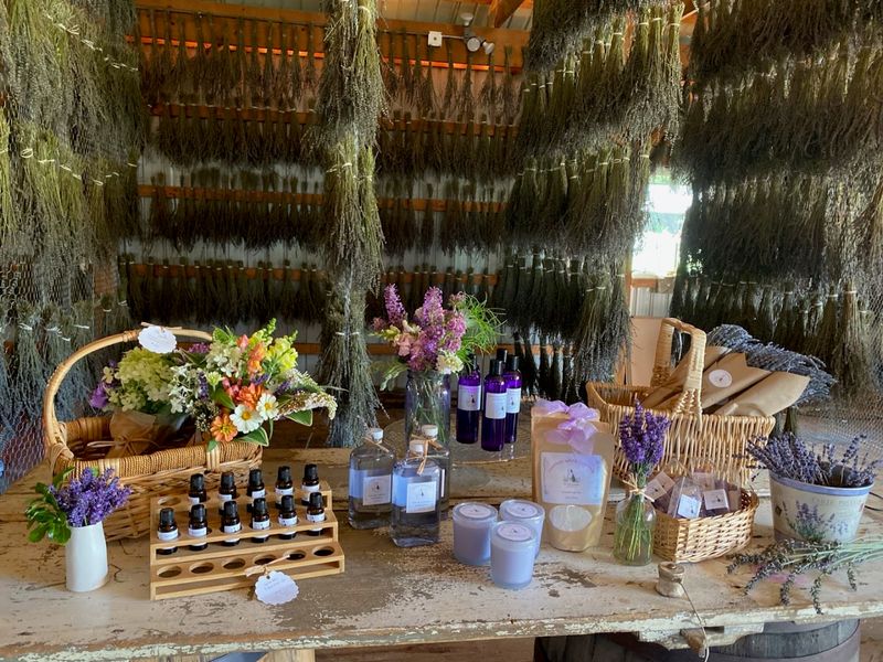 Lavender in the Kitchen: Flavors That Surprise and Delight