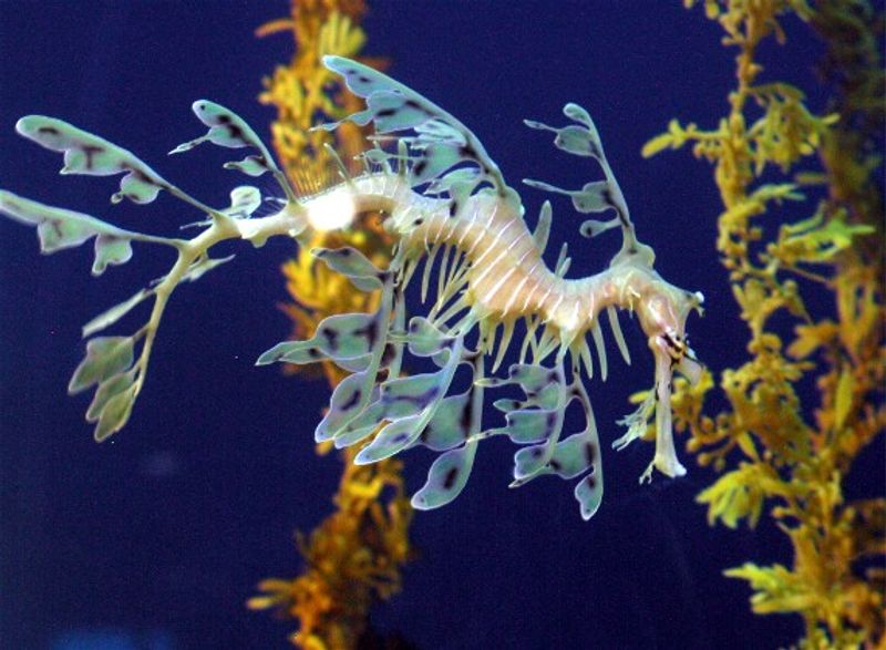 Leafy Seadragon Leafy Seadragon