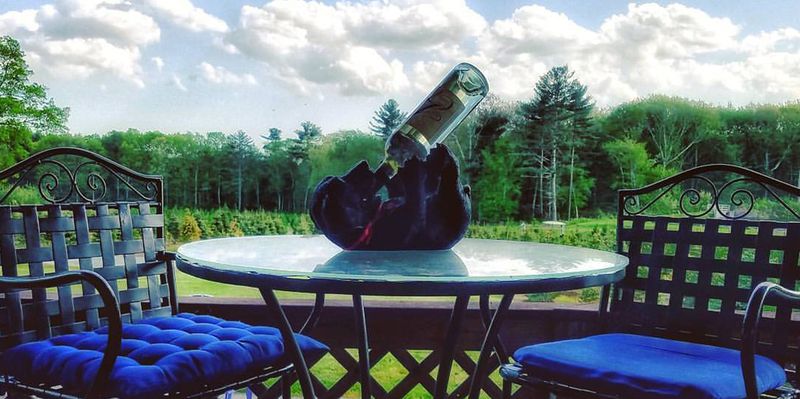 Leyden Farm Vineyard and Winery, West Greenwich