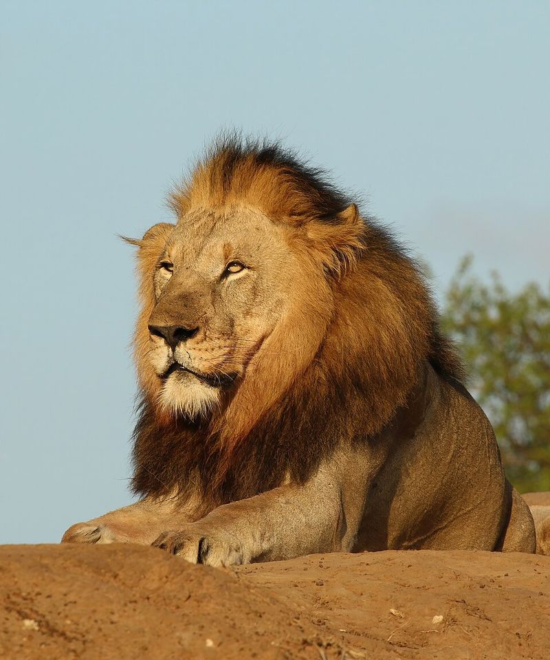 Lion Lion