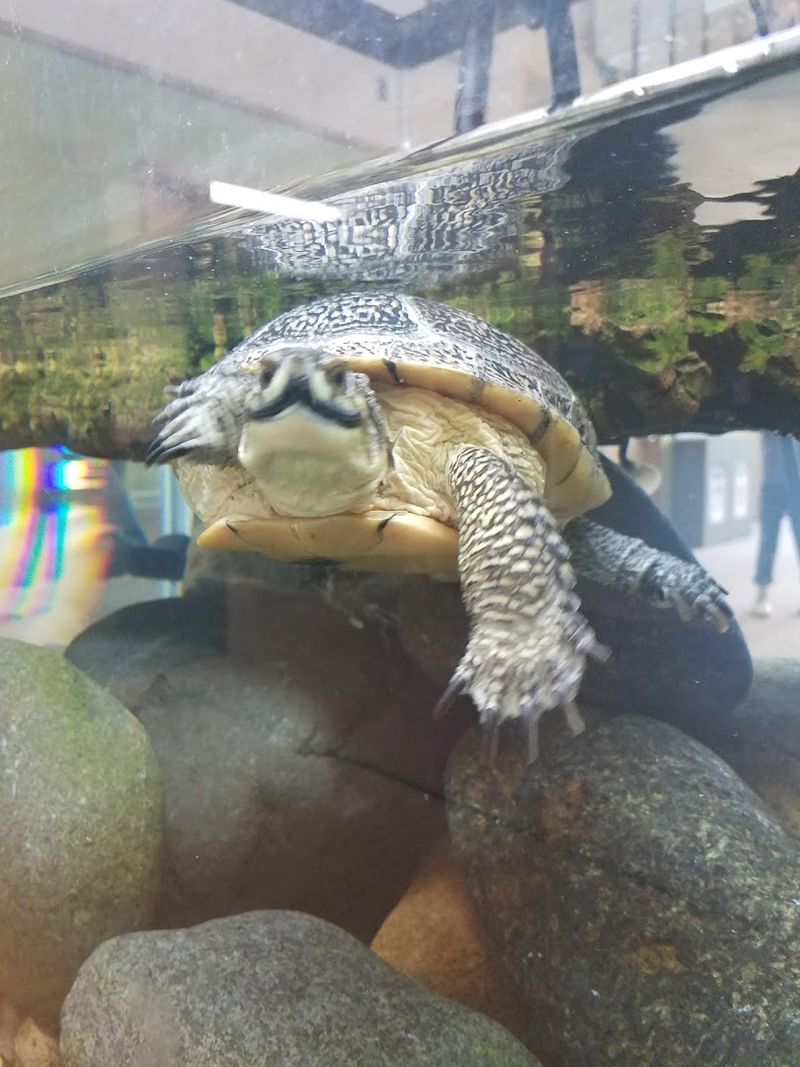 Live Animals Inside the Nature Center Building Live Animals Inside the Nature Center Building