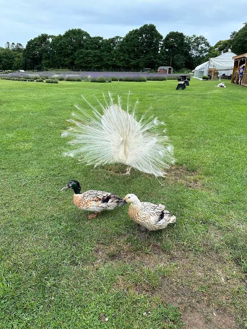 Llamas, Guinea Hens, and a White Peacock Walk Into a Farm