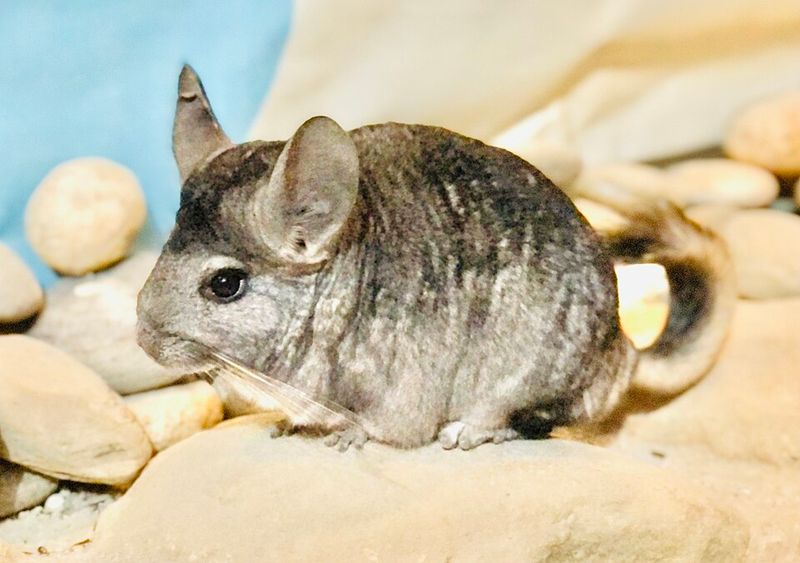 Long-tailed Chinchilla Long-tailed Chinchilla