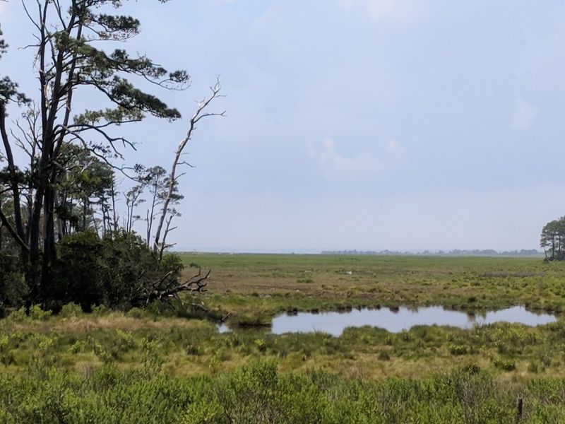Look For Wild Ponies At Chincoteague National Wildlife Refuge, Virginia