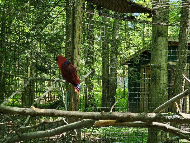 Lory Parrots That Actually Land on You Lory Parrots That Actually Land on You