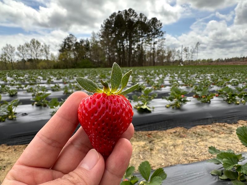 Lyon Farms, Creedmoor