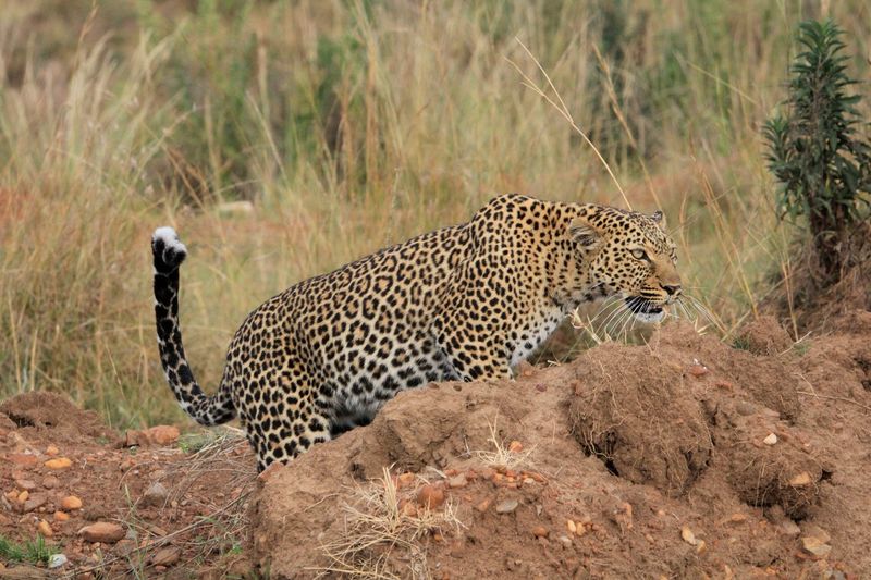 Maasai Mara National Reserve, Narok County, Kenya