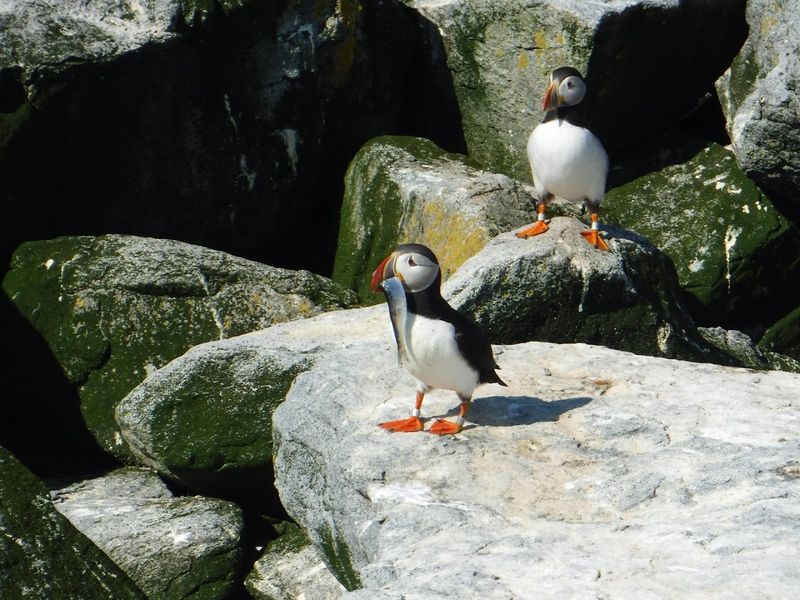 Machias Seal Island, Grand Manan, New Brunswick, Canada