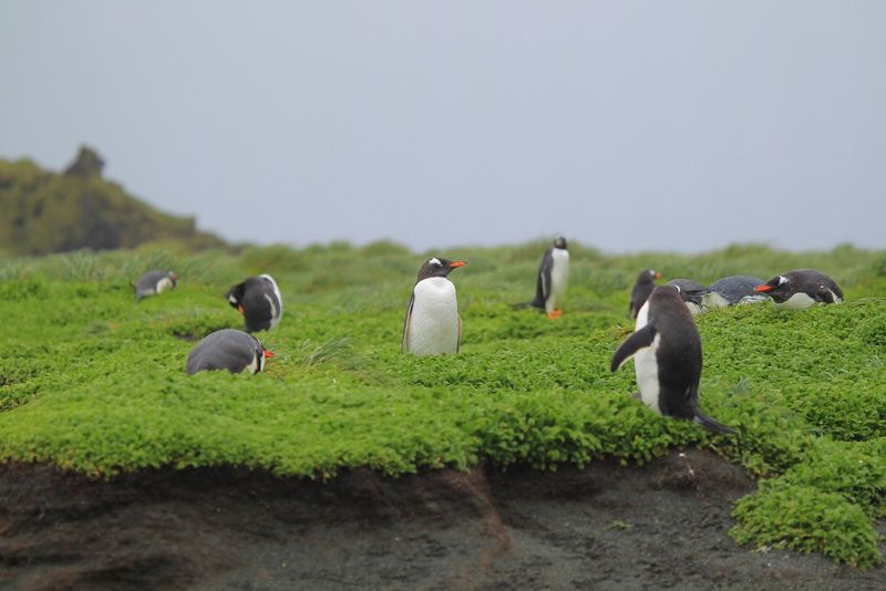 Macquarie Island, Australia Macquarie Island, Australia