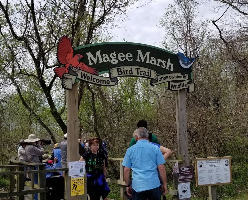 Magee Marsh Wildlife Area, Oak Harbor, Ohio Magee Marsh Wildlife Area, Oak Harbor, Ohio