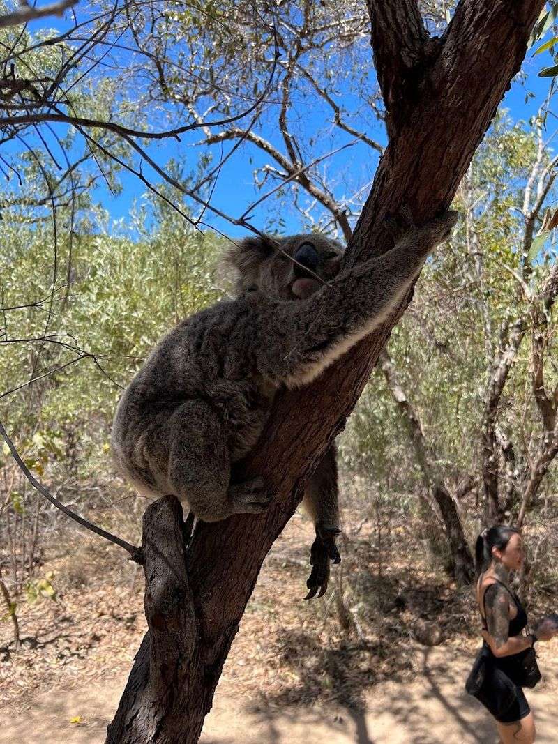 Magnetic Island National Park, Magnetic Island, Queensland Magnetic Island National Park, Magnetic Island, Queensland