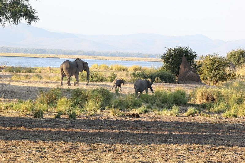 Mana Pools National Park, Mashonaland West Province, Zimbabwe