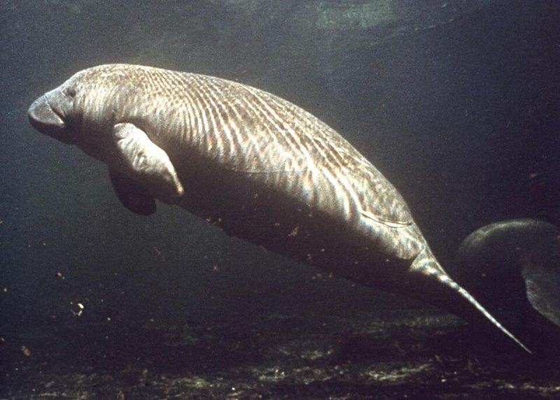 Manatee Manatee
