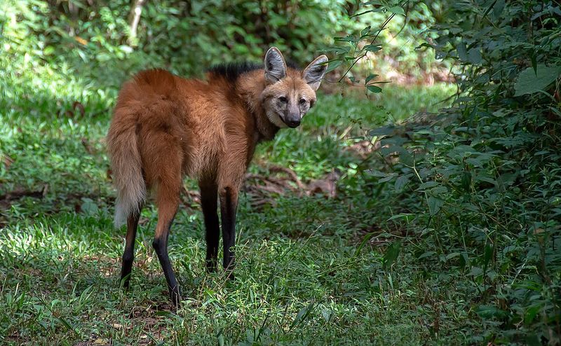 Maned Wolf Maned Wolf