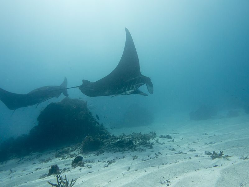Manta Ray Manta Ray