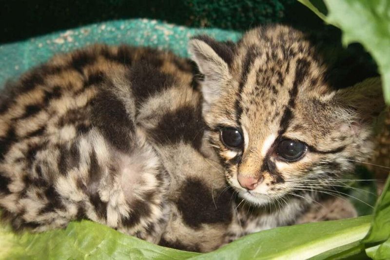 Margay Margay