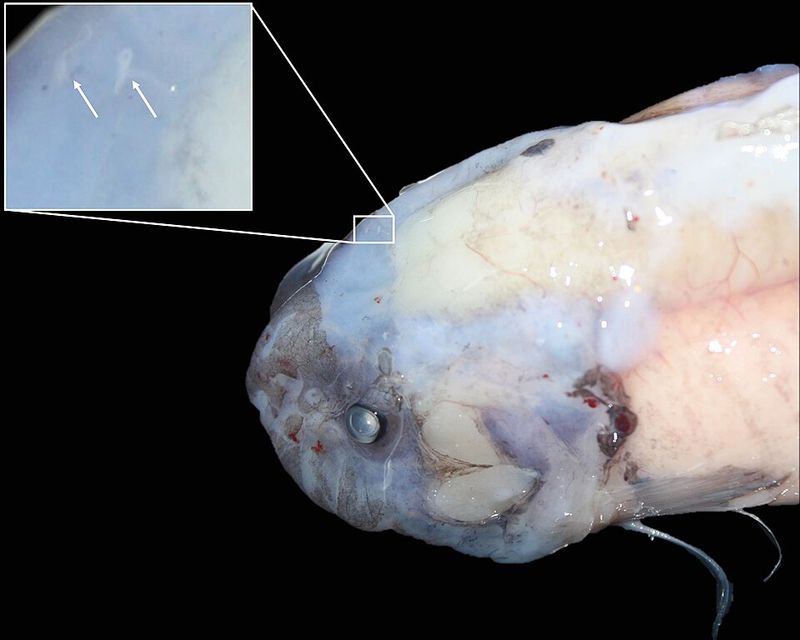 Mariana Snailfish (Pseudoliparis swirei)