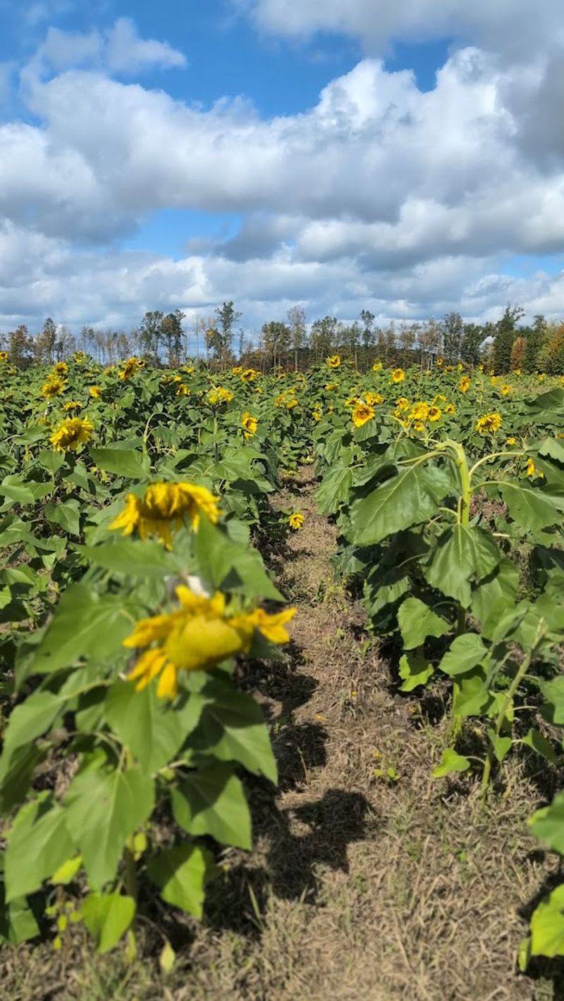Maria's Field of Hope - Avon Maria's Field of Hope - Avon