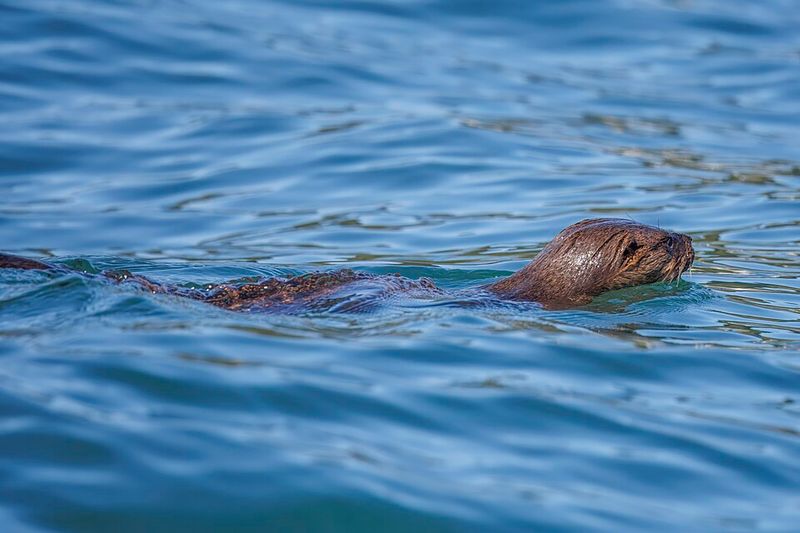 Marine Otter Marine Otter