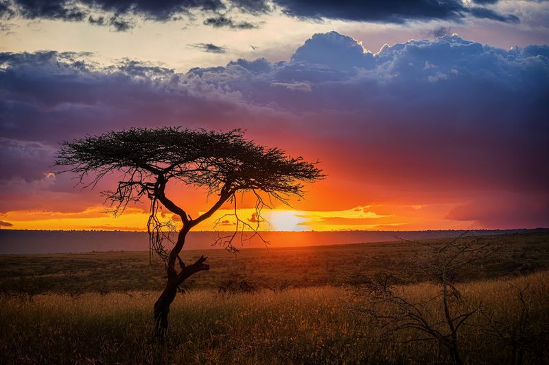 Masai Mara National Reserve, Kenya