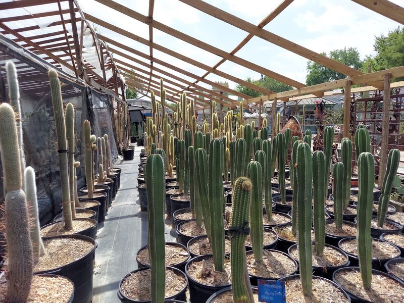 Mature Specimens That Took Decades To Grow Mature Specimens That Took Decades To Grow