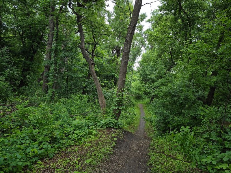 Mature Trees That Make the Shade Feel Earned Mature Trees That Make the Shade Feel Earned