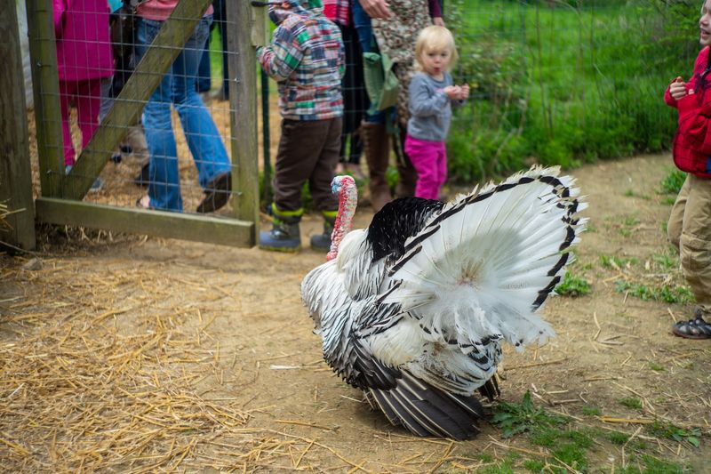 Meet Blackberry, the Turkey Who Steals Every Heart Meet Blackberry, the Turkey Who Steals Every Heart